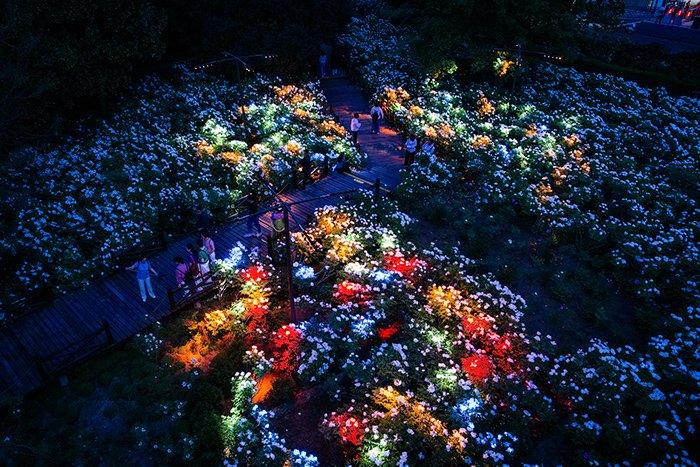 洛阳开启夜赏牡丹模式