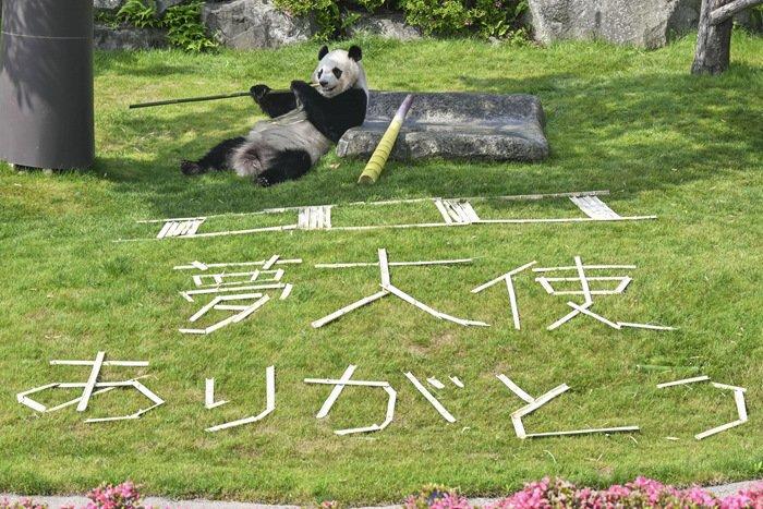 旅日大熊猫获日本警方颁发的“感谢状”