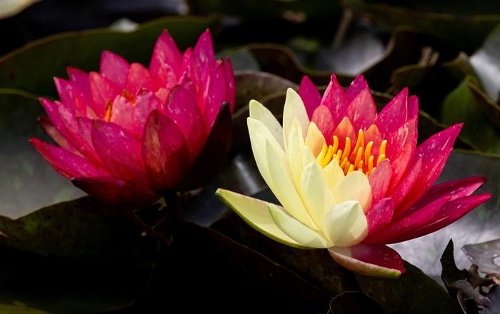 好运“莲莲”！安徽淮北双色睡莲惊艳绽放