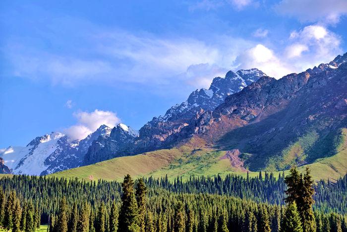 新疆雪岭云杉草甸进入最美观赏季