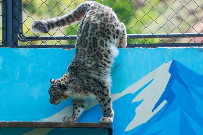 中国首只人工繁育成活的雌性雪豹过9岁生日