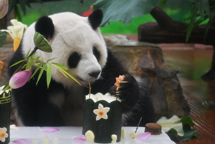 广州动物园大熊猫享用“夏日限定”大餐