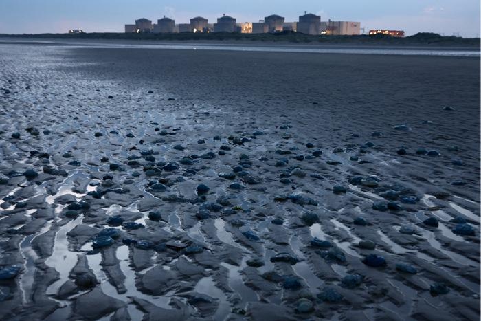 法国最大核电站因大量水母入侵导致停运