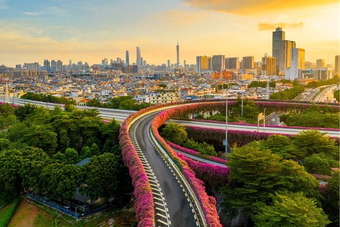 广州立交桥三角梅绽放 打造绝美“空中花廊”