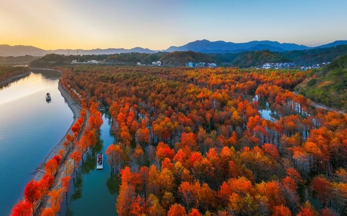 安徽宣城：2000余亩红杉林逐渐变红