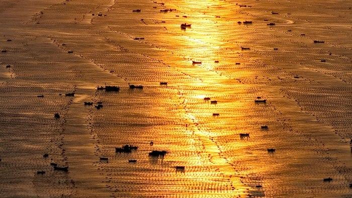 山东荣成：渔民迎朝阳开展海带养殖作业