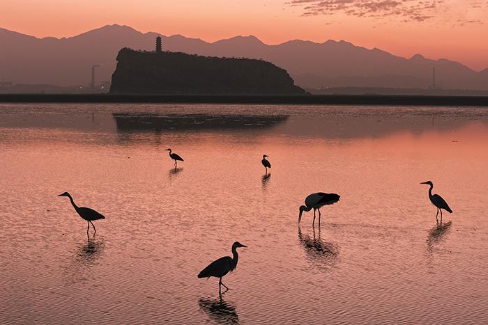 江西鄱阳湖鞋山水域迎候鸟迁徙高峰
