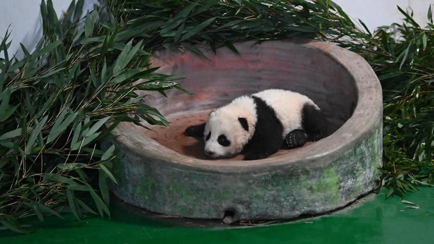 甘肃首只人工圈养繁育大熊猫幼崽迎百天