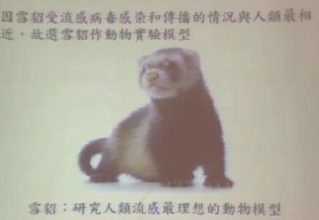 港大研究称哺乳动物可经唾沫传播H7N9病毒