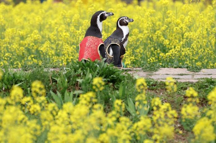 惬意！南京海底世界洪氏环企鹅户外踏青“享”春光