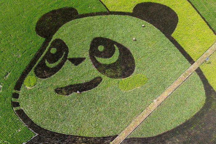 彩色水稻种出巨型“大熊猫”