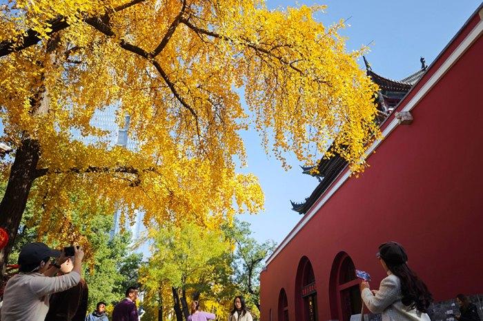 初冬时节 银杏“扮靓”南京鼓楼